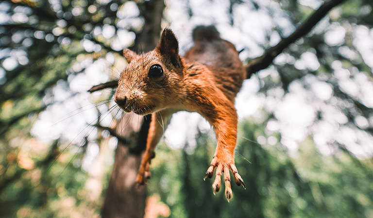 Squirrel jumping down from tree